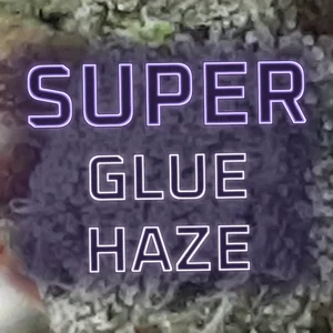 Super Glue Haze Cannabis Strain