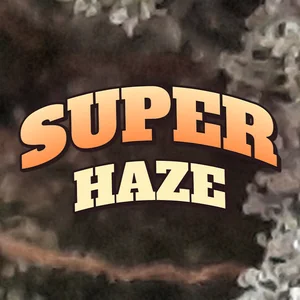 Super Haze Cannabis Strain