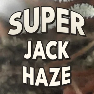 Super Jack Haze Cannabis Strain