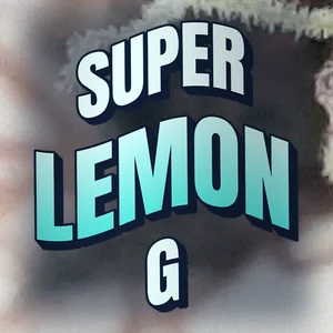 Super Lemon G Cannabis Strain