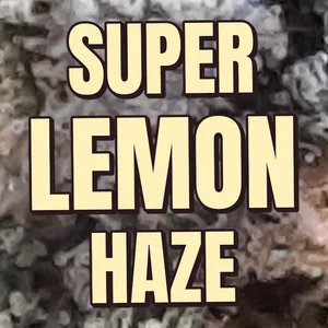 Super Lemon Haze Cannabis Strain