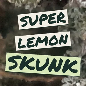 Super Lemon Skunk Cannabis Strain