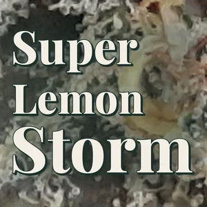 Super Lemon Storm Cannabis Strain