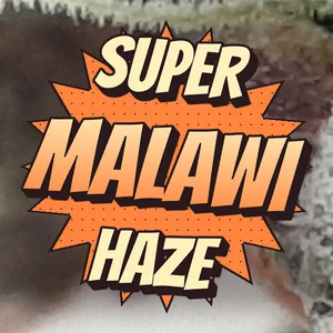 Super Malawi Haze Cannabis Strain