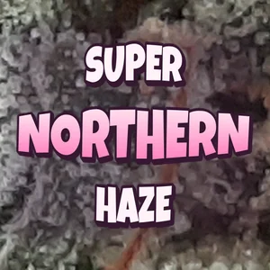 Super Northern Haze Cannabis Strain