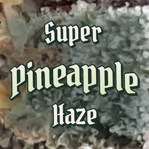 Super Pineapple Haze Cannabis Strain