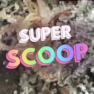 Super Scoop Cannabis Strain