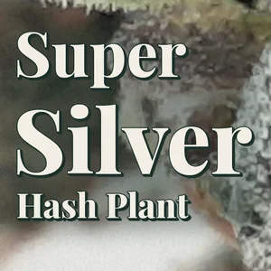 Super Silver Hash Plant Cannabis Strain
