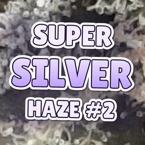 Super Silver Haze #2 Cannabis Strain