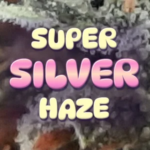 Super Silver Haze Cannabis Strain