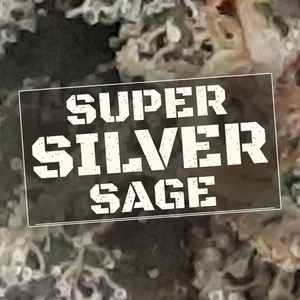 Super Silver Sage Cannabis Strain