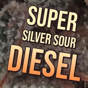 Super Silver Sour Diesel Cannabis Strain
