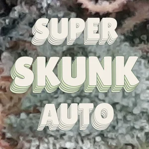 Super Skunk Auto Cannabis Strain
