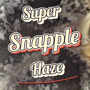 Super Snapple Haze Cannabis Strain