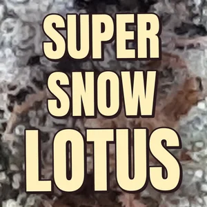 Super Snow Lotus Cannabis Strain