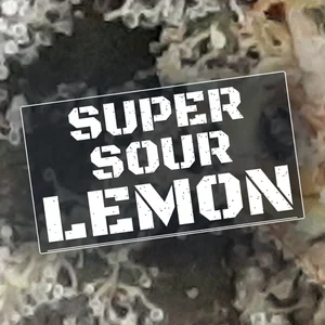 Super Sour Lemon Cannabis Strain