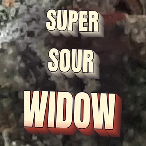 Super Sour Widow Cannabis Strain