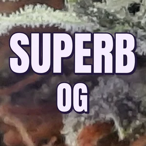 Superb OG Cannabis Strain