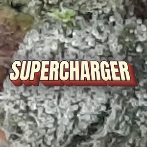 Supercharger Cannabis Strain