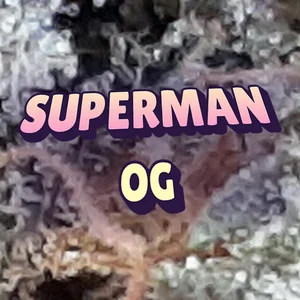 Superman OG Cannabis Strain
