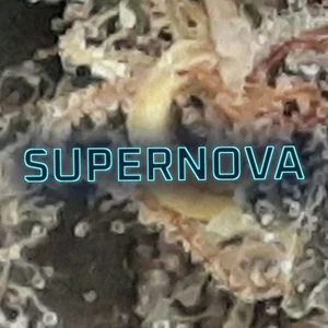 Supernova Cannabis Strain