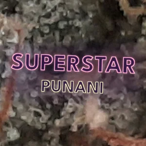 Superstar Punani Cannabis Strain