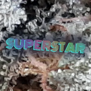 Superstar Cannabis Strain
