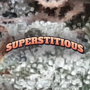 Superstitious Cannabis Strain