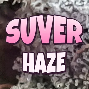 Suver Haze Cannabis Strain