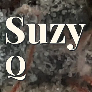 Suzy Q Cannabis Strain