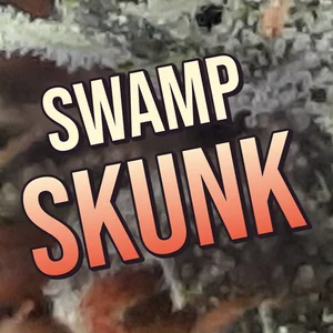 Swamp Skunk Cannabis Strain