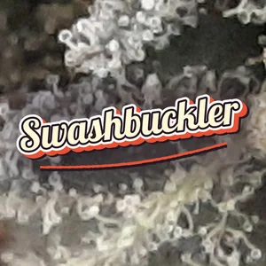 Swashbuckler Cannabis Strain