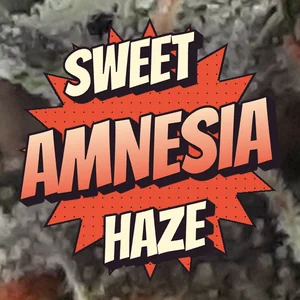 Sweet Amnesia Haze Cannabis Strain