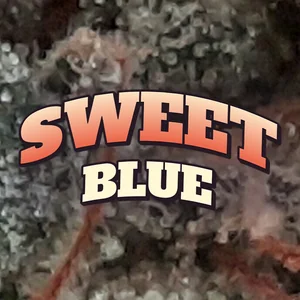 Sweet Blue Cannabis Strain