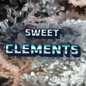 Sweet Clements Cannabis Strain