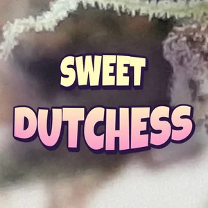 Sweet Dutchess Cannabis Strain