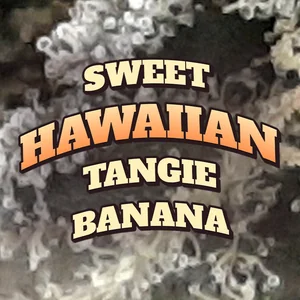 Sweet Hawaiian Tangie Banana Cannabis Strain