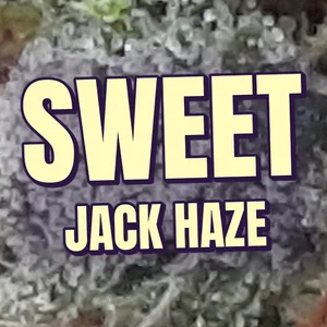 Sweet Jack Haze Cannabis Strain