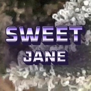 Sweet Jane Cannabis Strain