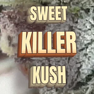 Sweet Killer Kush Cannabis Strain