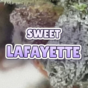 Sweet Lafayette Cannabis Strain
