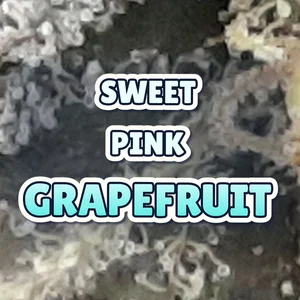 Sweet Pink Grapefruit Cannabis Strain