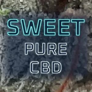Sweet Pure CBD Cannabis Strain