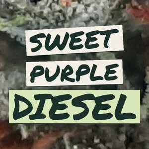 Sweet Purple Diesel Cannabis Strain