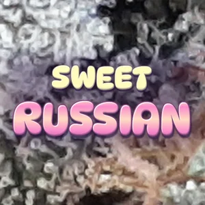 Sweet Russian Cannabis Strain