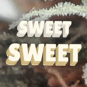 Sweet Sweet Cannabis Strain