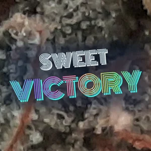 Sweet Victory Cannabis Strain