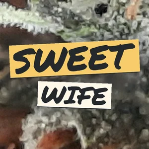 Sweet Wife Cannabis Strain
