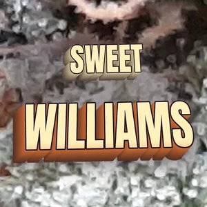 Sweet Williams Cannabis Strain