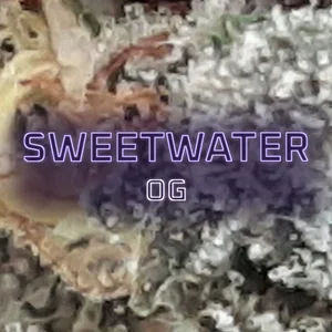 Sweetwater OG Cannabis Strain